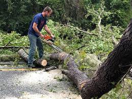 Best Arborist Consultation Services  in Santa Nella, CA