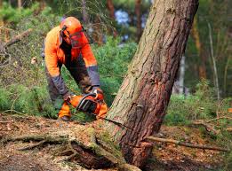 Best Stump Grinding and Removal  in Santa Nella, CA