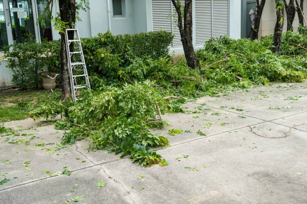 How Our Tree Care Process Works  in  Santa Nella, CA