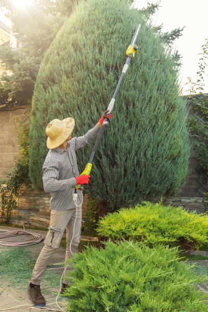 Best Lawn Disease Treatment  in Santa Nella, CA